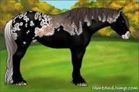 Horse Color:Brown Splash Appaloosa 