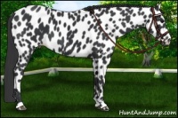 Horse Color:Black Appaloosa
