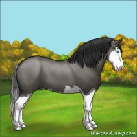 Horse Color:Grullo Sabino Splash 