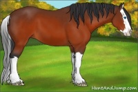 Horse Color:Brown Sabino Splash 