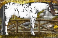 Horse Color:White Spotted Liver Chestnut Near Leopard 