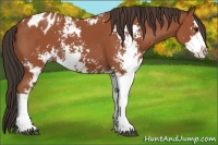 Horse Color:Brown Sabino Appaloosa