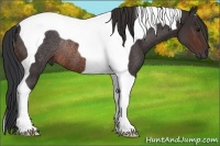 Horse Color:Brown Tobiano Rabicano