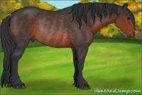 Horse Color:Brown Rabicano 