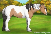 Horse Color:Buckskin Tobiano Rabicano 