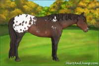 Horse Color:Liver Chestnut Appaloosa
