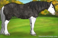 Horse Color:Grullo Ice Splash 