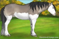 Horse Color:Grullo Onyx Splash 