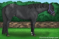 Horse Color:Black Appaloosa Rabicano 