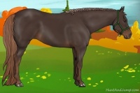 Horse Color:Liver Chestnut 