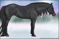 Horse Color:Black Appaloosa Rabicano 