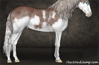 Horse Color:White Spotted Chocolate Silver Black Sabino Splash Rabicano 