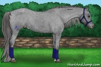 Horse Color:Black Appaloosa Rabicano 