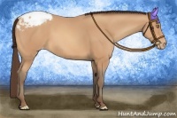 Horse Color:Amber Champagne Appaloosa 