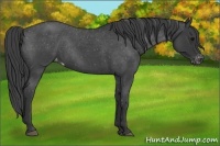 Horse Color:Blue Roan Varnish Rabicano 