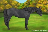 Horse Color:Black Varnish Rabicano 