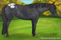 Horse Color:Black Appaloosa Rabicano 