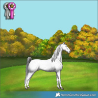 Horse Color:Black Sabino Near Fewspot Rabicano