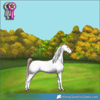 Horse Color:Black Sabino Appaloosa Rabicano 