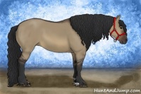 Horse Color:Brown Dun 