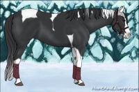 Horse Color:Black Splash Tobiano