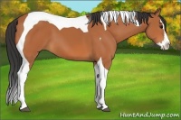 Horse Color:Bay Splash Tobiano