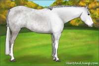 Horse Color:Gray Black Appaloosa Rabicano