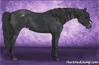 Horse Color:Black Appaloosa Rabicano 