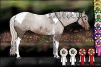 Horse Color:Silver Black Tobiano 