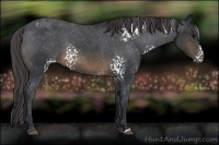 Horse Color:White Spotted Brown Appaloosa Rabicano 