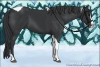 Horse Color:Black Splash Tobiano
