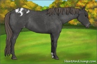 Horse Color:Smoky Black Blanket Rabicano 
