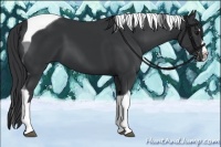 Horse Color:Black Splash Tobiano
