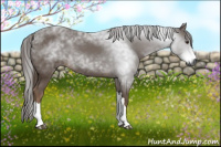 Horse Color:Gray Chestnut 