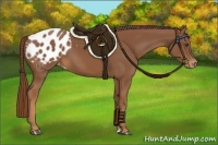 Horse Color:Chestnut Appaloosa
