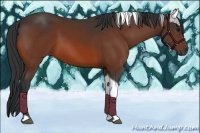 Horse Color:Bay Tobiano 