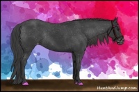 Horse Color:Black Appaloosa Rabicano 