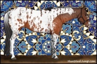 Horse Color:Brown Appaloosa  and Brown Tobiano Appaloosa 