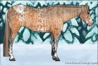 Horse Color:Buckskin Appaloosa  and White Spotted Buckskin Appaloosa 