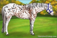 Horse Color:Brown Appaloosa  and Brown Appaloosa 