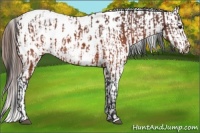Horse Color:Brown Roan Appaloosa  and Brown Roan Appaloosa Rabicano 