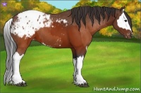 Horse Color:Brown Appaloosa  and Brown Splash Appaloosa 