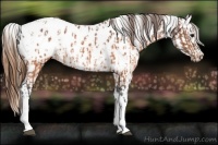 Horse Color:Buckskin Appaloosa  and Buckskin Splash Appaloosa 