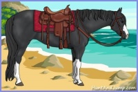 Horse Color:Black 