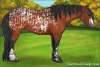 Horse Color:Brown Appaloosa  and Brown 