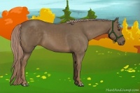 Horse Color:Chocolate Palomino