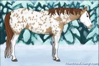 Horse Color:Red Dun Splash Appaloosa 