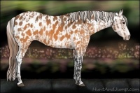 Horse Color:Buckskin Appaloosa and Buckskin Appaloosa