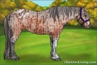 Horse Color:Brown Appaloosa and Brown Appaloosa