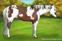 Horse Color:White Spotted Brown Varnish  and Brown Sabino Blanket 